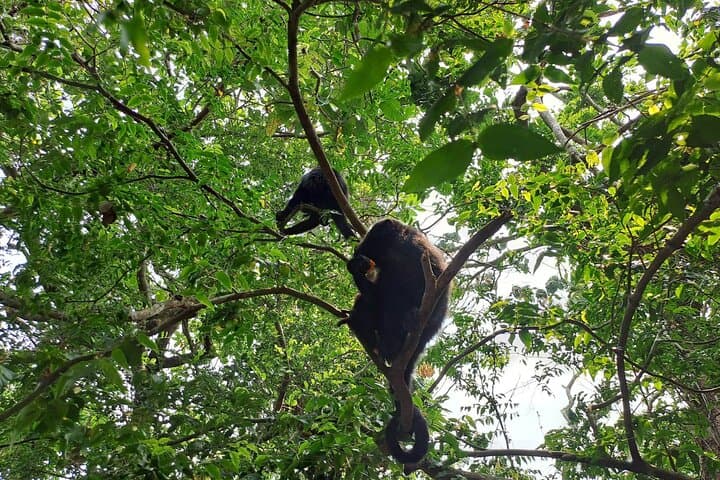 Howler Monkey Walk at Community Baboon Sanctuary — Belize Wildlife Tour photo 3