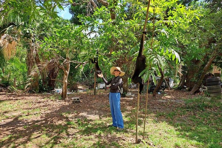 Howler Monkey Walk at Community Baboon Sanctuary — Belize Wildlife Tour photo 5