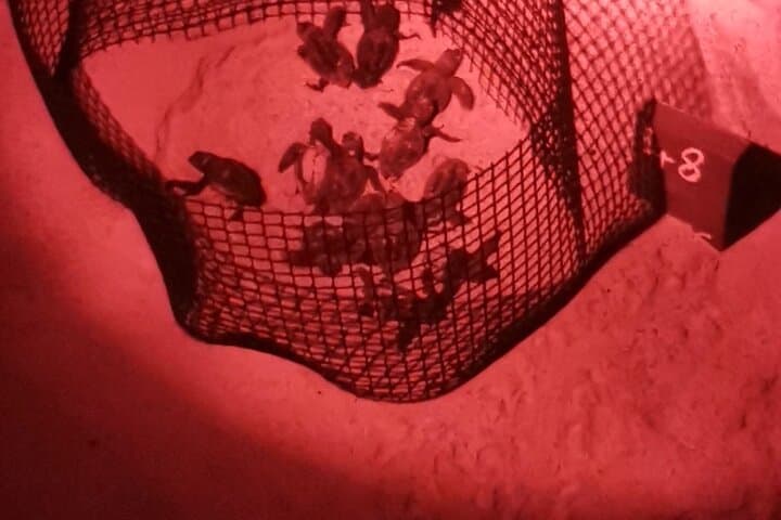 Sea Turtle Nesting Night Watch on Sal Island — Santa Maria Guided Observation photo 2