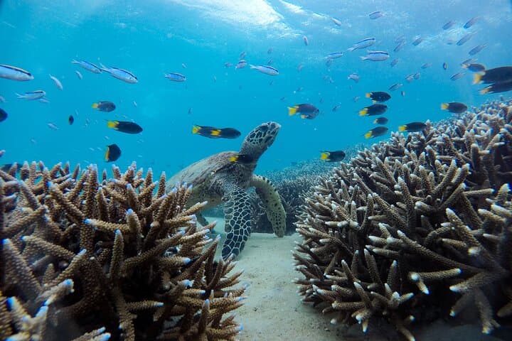 Great Keppel Island Snorkel & Boomnet Adventure — Day Trip from Rosslyn Bay photo 5