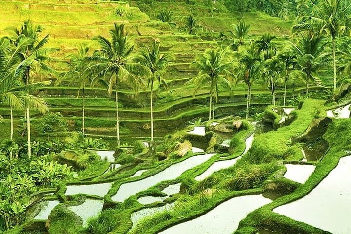 Ubud Private Day Tour — Tegalalang Rice Terraces, Monkey Forest & Tirta Empul Highlights photo 3