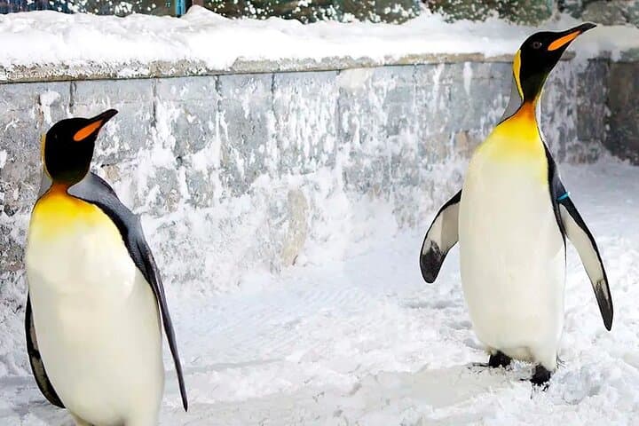 Ski Dubai: Indoor Slopes, Snow Park & Penguin Encounters at Mall of the Emirates photo 4