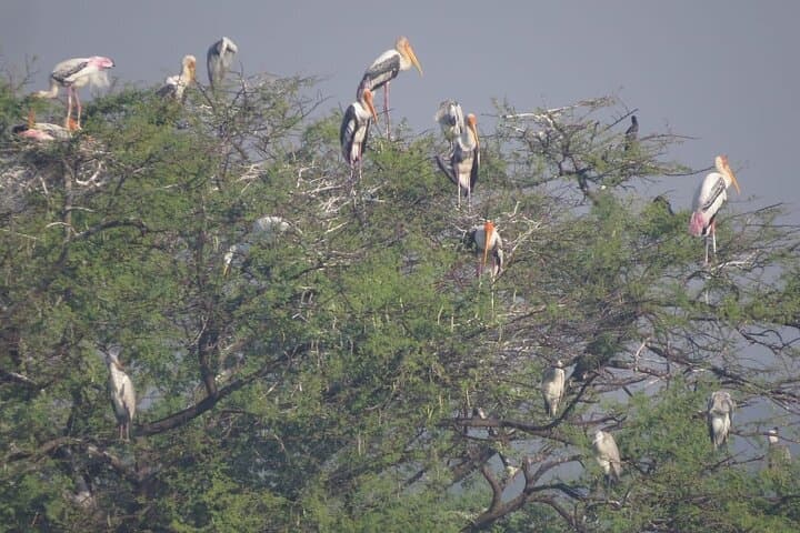 Bird Watching at Nandur Madhyameshwar: Nashik's Ramsar Wetland for Migratory and Resident Birds photo 3