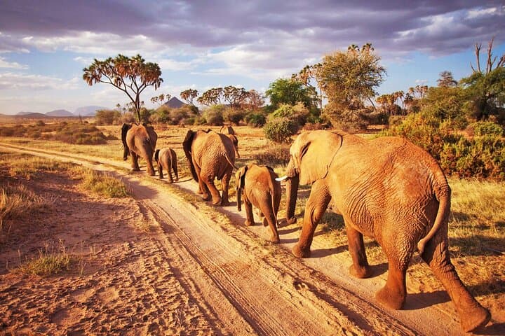 2-Day Tsavo East Safari: Overnight Lodge & Morning/Afternoon Game Drives