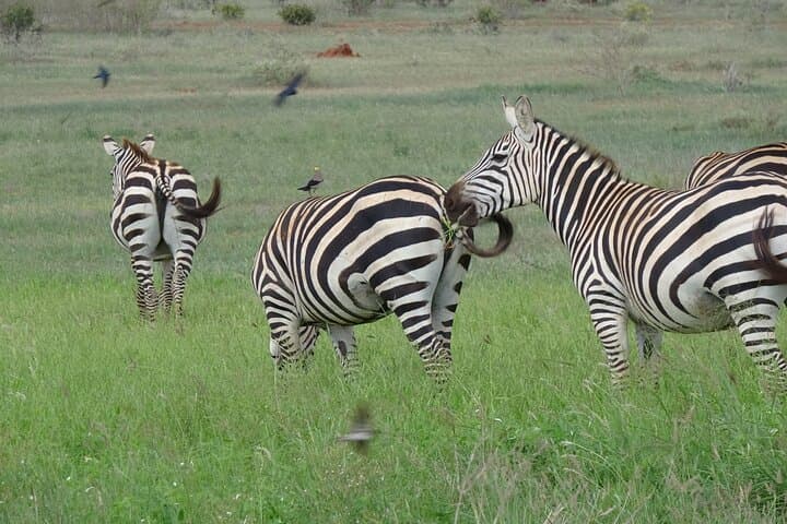 2-Day Tsavo East Safari: Overnight Lodge & Morning/Afternoon Game Drives photo 2