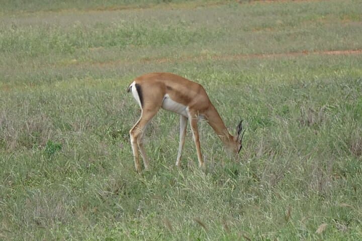 2-Day Tsavo East Safari: Overnight Lodge & Morning/Afternoon Game Drives photo 3