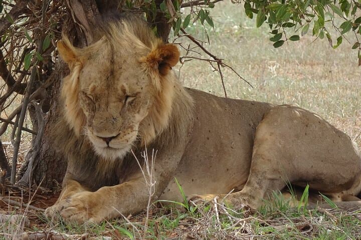 2-Day Tsavo East Safari: Overnight Lodge & Morning/Afternoon Game Drives photo 4