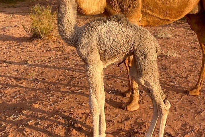 Full-Day Wadi Rum Jeep Tour: Red Dunes, Lawrence's Spring & Traditional Bedouin Lunch photo 5