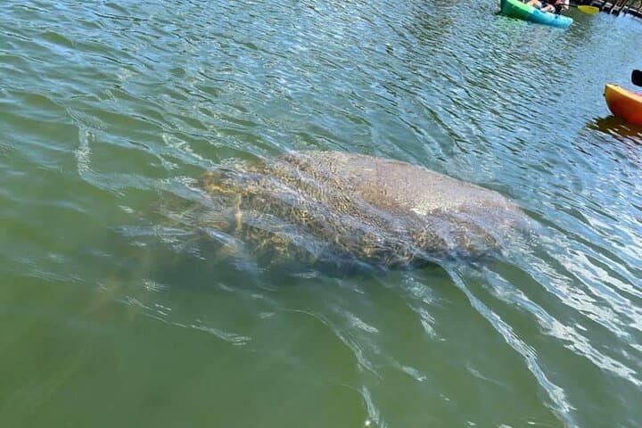 Banana River Manatee and Dolphin Kayak Tour — Cocoa Beach Ecological Paddle photo 3