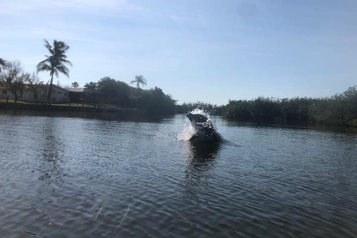 Banana River Manatee and Dolphin Kayak Tour — Cocoa Beach Ecological Paddle photo 4