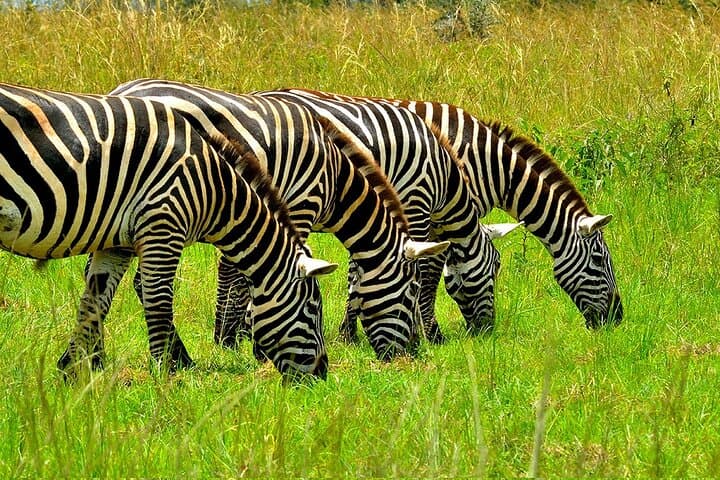 Explore Lake Mburo National Park: Two-Day Game Drives, Birding & Boat Safari