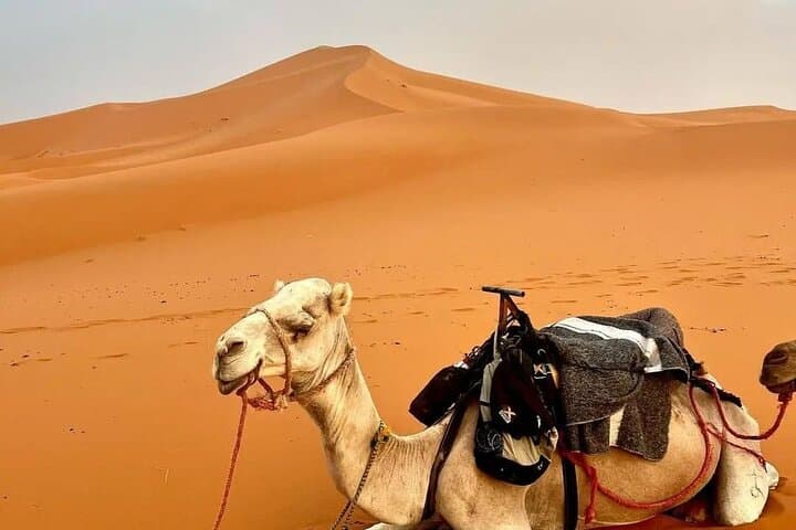 3-Day Marrakech to Merzouga: Sahara Dunes, Kasbahs & Camel Camp Experience photo 3