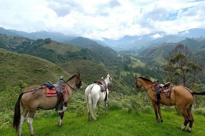 Salento & Cocora Valley Day Tour with Horseback Ride from Pereira or Armenia photo 3