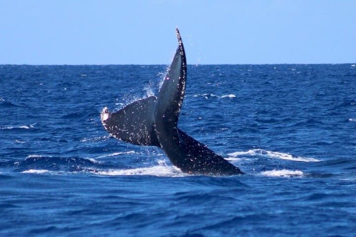Big Island Whale Watching: Humpback Catamaran from Kailua-Kona photo 4