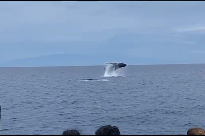 Big Island Whale Watching: Humpback Catamaran from Kailua-Kona photo 3