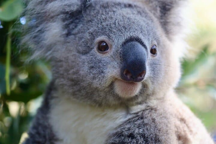 2-Day Private Nature Escape from Sydney: Wildlife, Beaches & Wineries photo 2