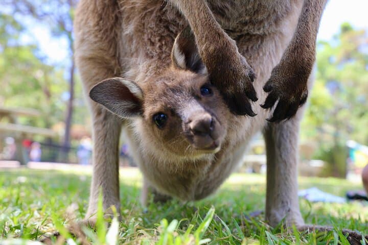 2-Day Private Nature Escape from Sydney: Wildlife, Beaches & Wineries photo 4