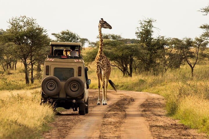4-Day Luxury Safari Through Tarangire, Serengeti & Ngorongoro Crater photo 2