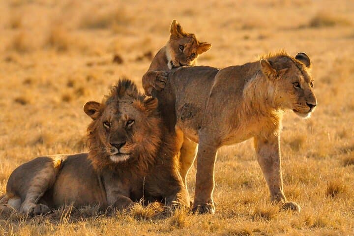 2-Day Safari to Tarangire & Lake Manyara from Zanzibar — Big Five Game Drives photo 6