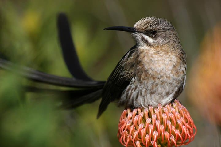 Hermanus & Overberg Birding: Coastal and Fynbos Birdwatching Tour photo 3