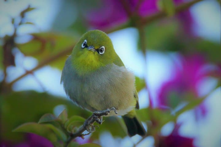 Hermanus & Overberg Birding: Coastal and Fynbos Birdwatching Tour photo 4