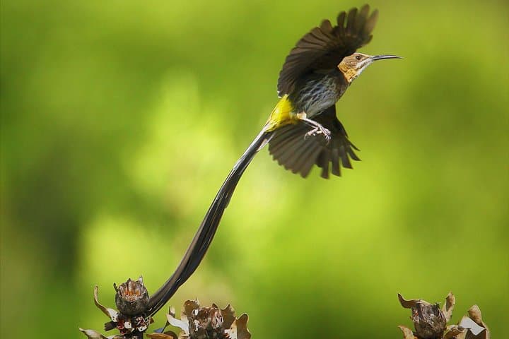 Hermanus & Overberg Birding: Coastal and Fynbos Birdwatching Tour photo 5