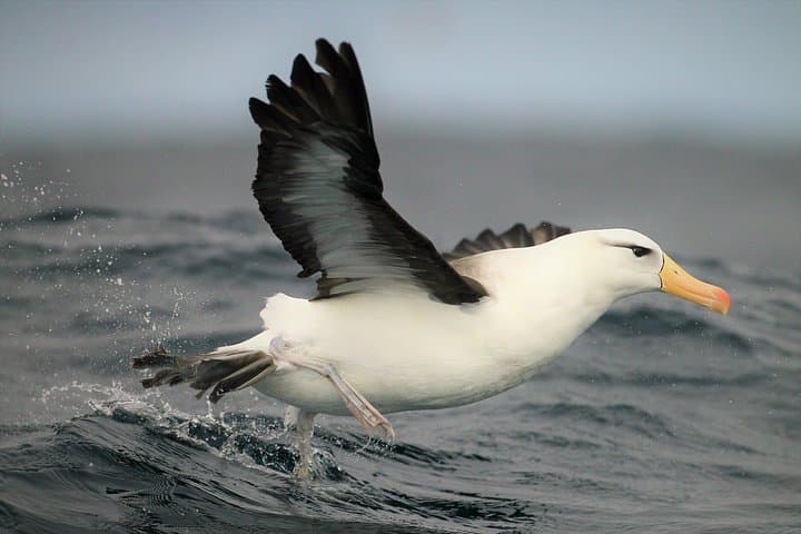 Hermanus & Overberg Birding: Coastal and Fynbos Birdwatching Tour photo 6