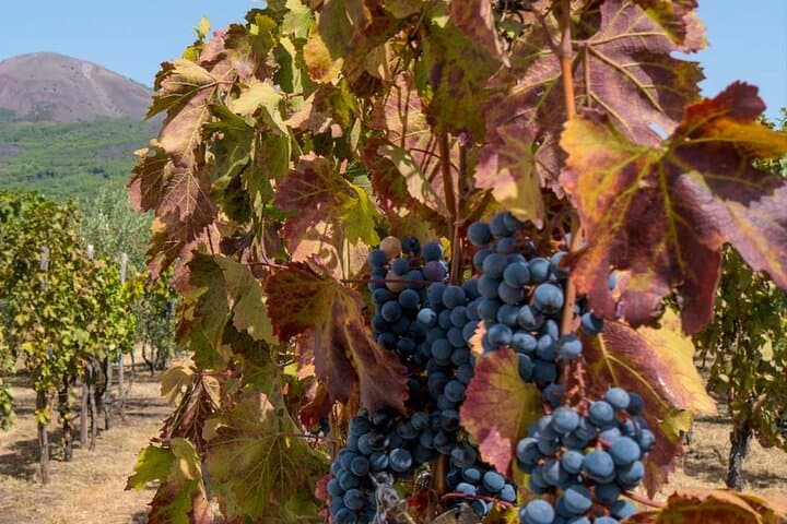 From Naples: Pompeii, Mount Vesuvius & Volcanic Wine Tasting Day Tour photo 2
