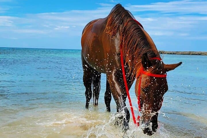 Horseback Ride and Swim in Montego Bay, Jamaica photo 6