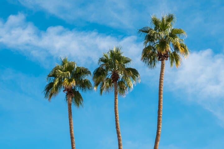 Explore Palm Springs: Mods & Icons Historical Tour and Cultural Landmarks photo 6