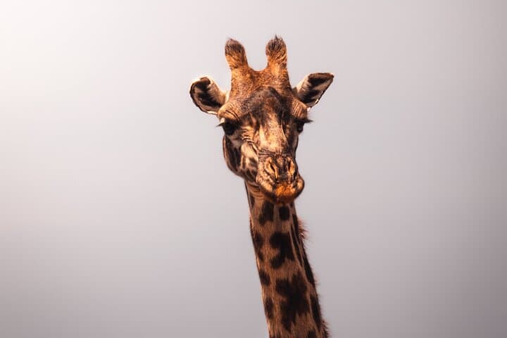 Three-Day Safari: Tarangire, Ngorongoro Crater & Lake Manyara from Arusha photo 2