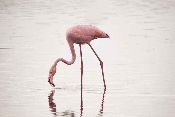 Three-Day Safari: Tarangire, Ngorongoro Crater & Lake Manyara from Arusha photo 3