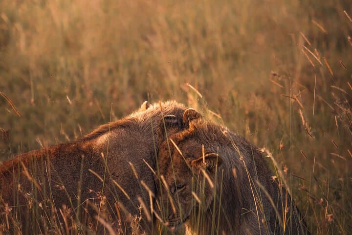 Three-Day Safari: Tarangire, Ngorongoro Crater & Lake Manyara from Arusha photo 4