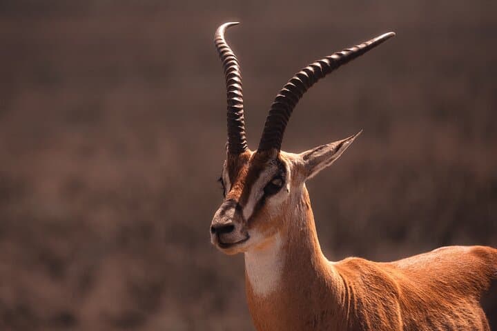 5-Day Camping Safari in Tanzania: Tarangire, Serengeti & Ngorongoro photo 2