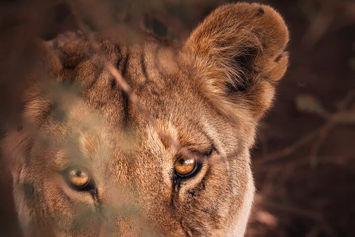 5-Day Camping Safari in Tanzania: Tarangire, Serengeti & Ngorongoro photo 3