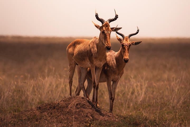 3-Day Serengeti and Ngorongoro Crater Safari from Arusha photo 3