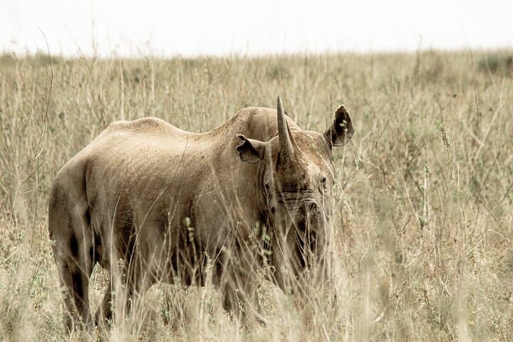 Two-Day Tarangire and Ngorongoro Safari: Big Five & Baobab Plains photo 4