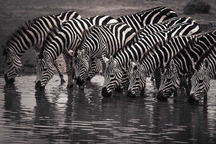Two-Day Tarangire and Ngorongoro Safari: Big Five & Baobab Plains photo 5