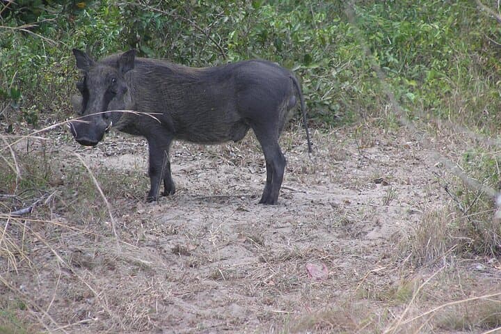 Full-Day Wildlife Safari in Maputo National Park — Elephants, Hippos & Coastal Vistas photo 2