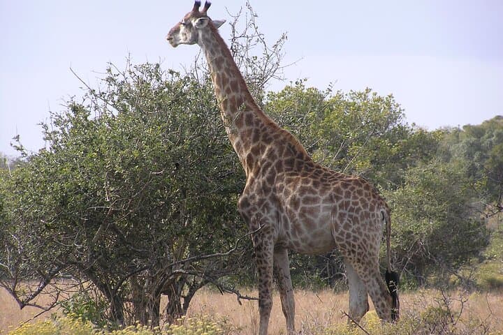 Full-Day Wildlife Safari in Maputo National Park — Elephants, Hippos & Coastal Vistas photo 3
