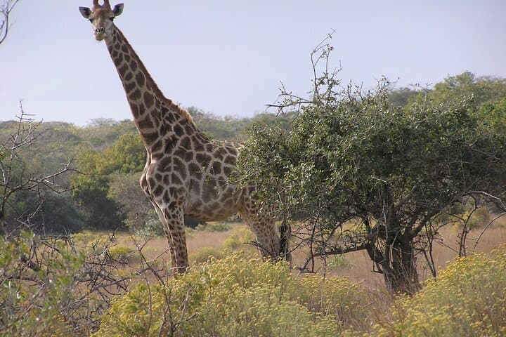 Full-Day Wildlife Safari in Maputo National Park — Elephants, Hippos & Coastal Vistas
