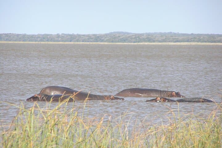 Full-Day Wildlife Safari in Maputo National Park — Elephants, Hippos & Coastal Vistas photo 4
