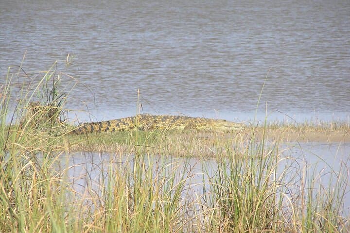 Full-Day Wildlife Safari in Maputo National Park — Elephants, Hippos & Coastal Vistas photo 5