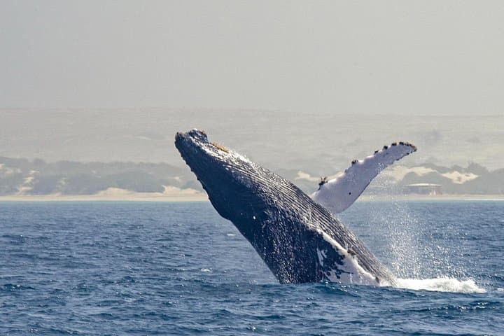 Catamaran Sailing & Whale Watching in Boa Vista — Sal Rei Bay to Djeu Island photo 3