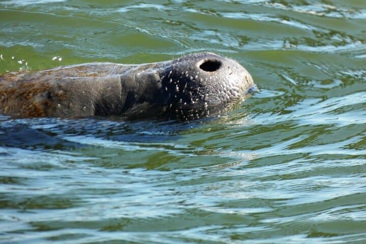 Paddle Mangrove Tunnels in New Smyrna Beach: Guided Kayak & SUP Eco Tour photo 5