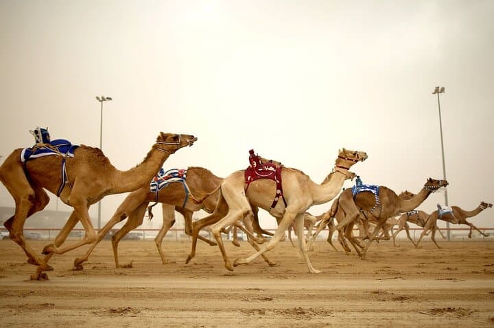Zekreet Peninsula West Coast Tour: Mushroom Rock, Richard Serra & Camel Racing photo 5