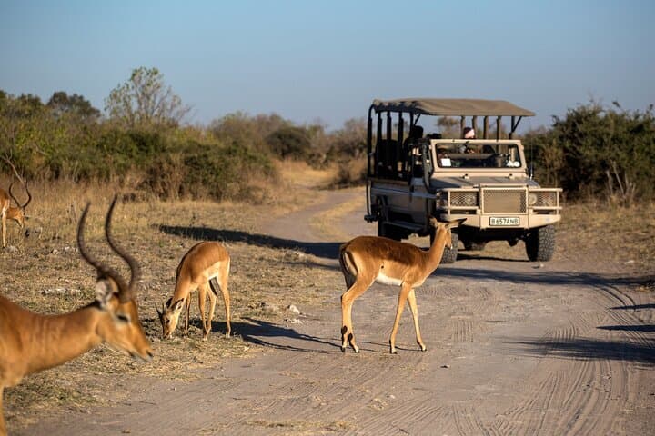 Day Safari from Cape Town: Private Big Five Game Reserve Experience