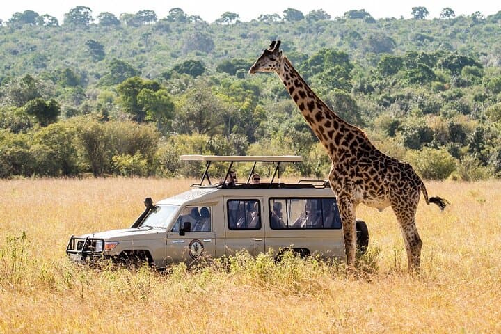 Day Safari from Cape Town: Private Big Five Game Reserve Experience photo 2