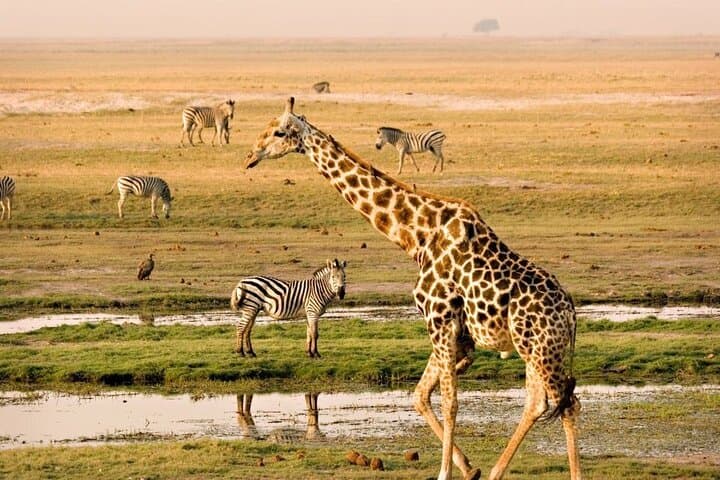 Day Safari from Cape Town: Private Big Five Game Reserve Experience photo 3