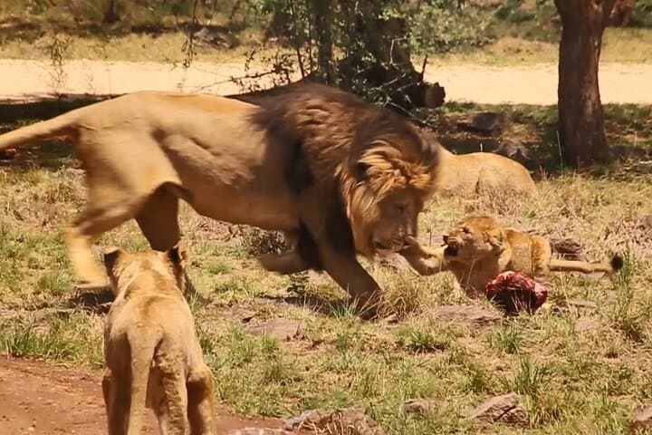 Day Safari from Cape Town — Big Five & Klein Karoo Game Reserve photo 5